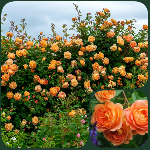Lady Of Shalott