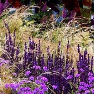 Salvia nemorosa Caradonna