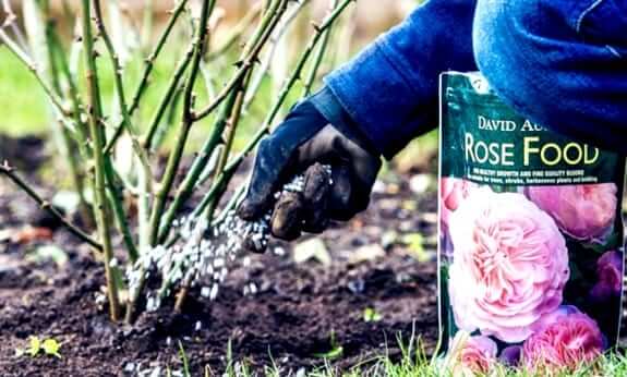 Fertilizatori speciali