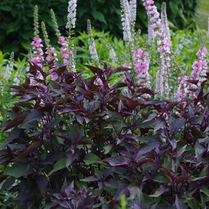 Eupatorium Chocolate