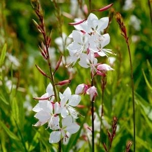 Gaura lind. Whirling Butterflies