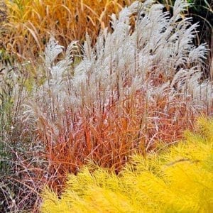 Miscanthus sinensis Graziella