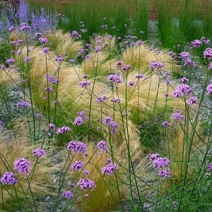 Verbena bonariensis