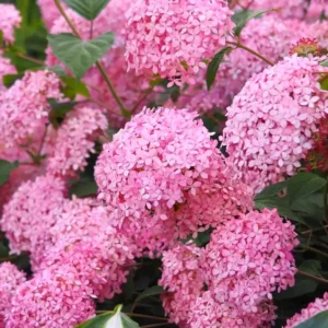 HORTENSIE Hydrangea arb. PINK Annabelle (Proven Winners)