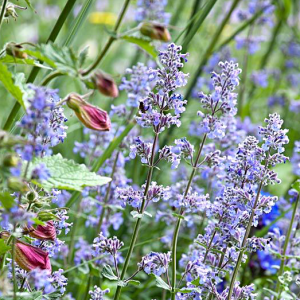 Nepeta grandiflora Summer Magic