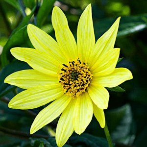 Helianthus Lemon Queen
