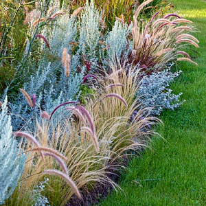 Artemisia ludov. Silver Queen