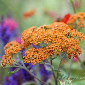 Achillea Terracotta