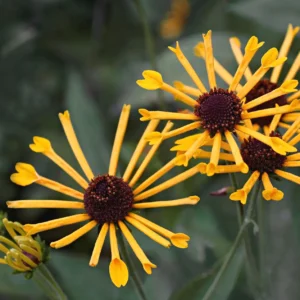 Rudbeckia subt. Henry Eilers