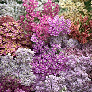 Achillea Summer Pastels MIX