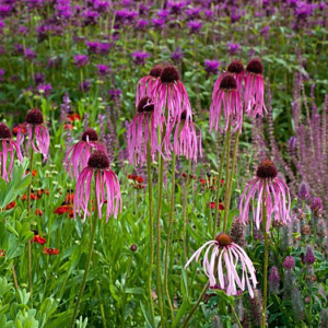 Echinacea pallida