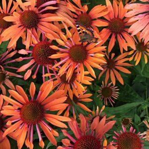 Echinacea Sundown