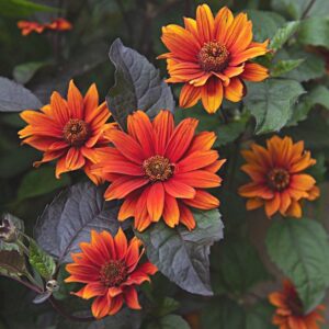 Heliopsis Bleeding Hearts