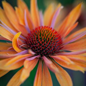 Echinacea Big Kahuna