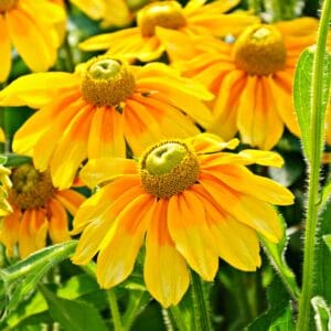 Rudbeckia hirta Prairie Sun