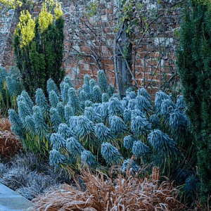 Euphorbia characias wulfenii