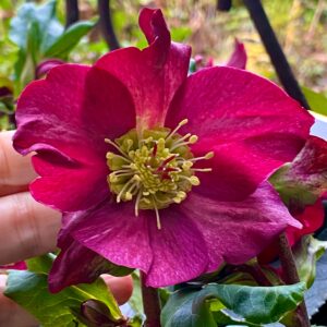 Spanz timpuriu ICE BREAKER Ruby