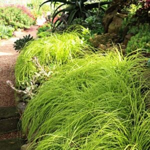 Carex oshimensis Everillo