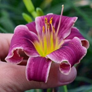 Hemerocallis Little Missy
