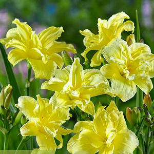Hemerocallis Double River Wye