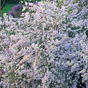 Aster ericoides Schneetanne