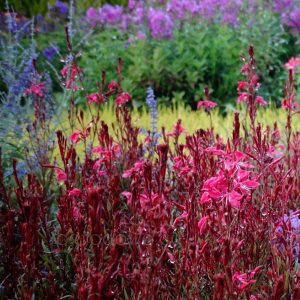 Gaura lind. Gaudi Red