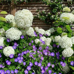 Hydrangea arborescens Annabelle