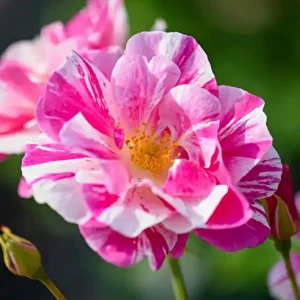 The King's Rose