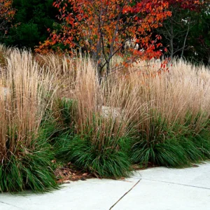 Calamagrostis ac. Karl Foerster
