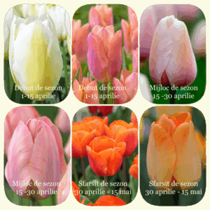 Bulbi LALELE persistente APRICOT DELICIOUS Designers MIX