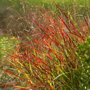 Panicum v. Cheyenne Sky