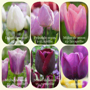 Bulbi LALELE persistente PINK to BURGUNDY Designers MIX